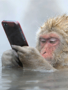 猴子泡温泉玩手机